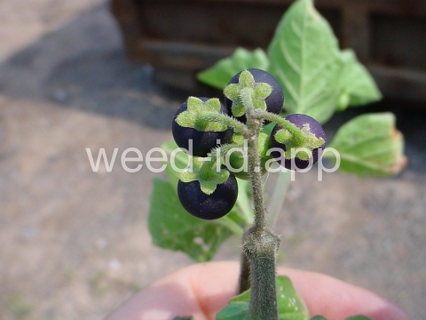 nightshade, eastern black